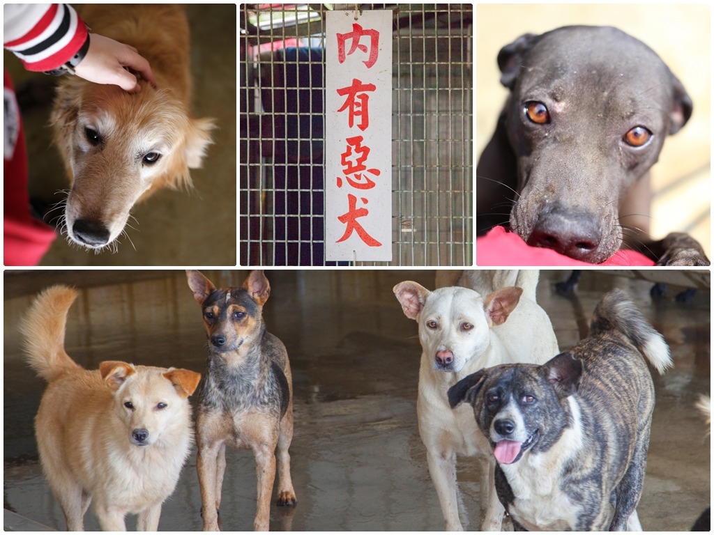 狗園中分有公狗區、母狗區、隔離區、幼犬區、弱勢區、惡犬區等。　施老人/攝