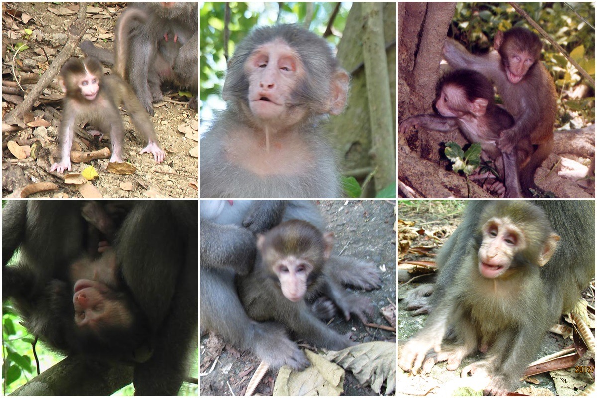 近年來壽山的新生猴中越來越多畸形兒，在2015年，共有20隻雙眼有缺陷的小猴出生，而牠們1歲前的死亡率是100%。　林美吟/提供