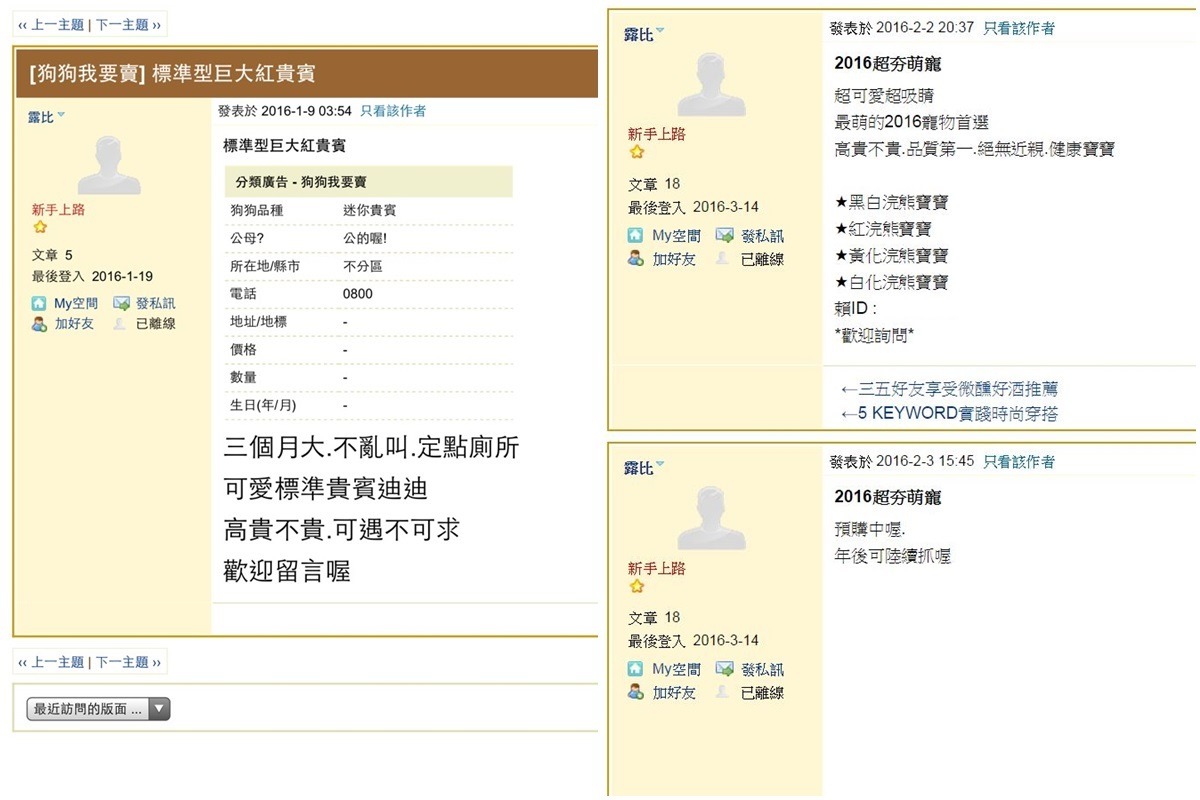 除了賣狗外，報案人指出陳女還有在販賣浣熊。　報案人/提供