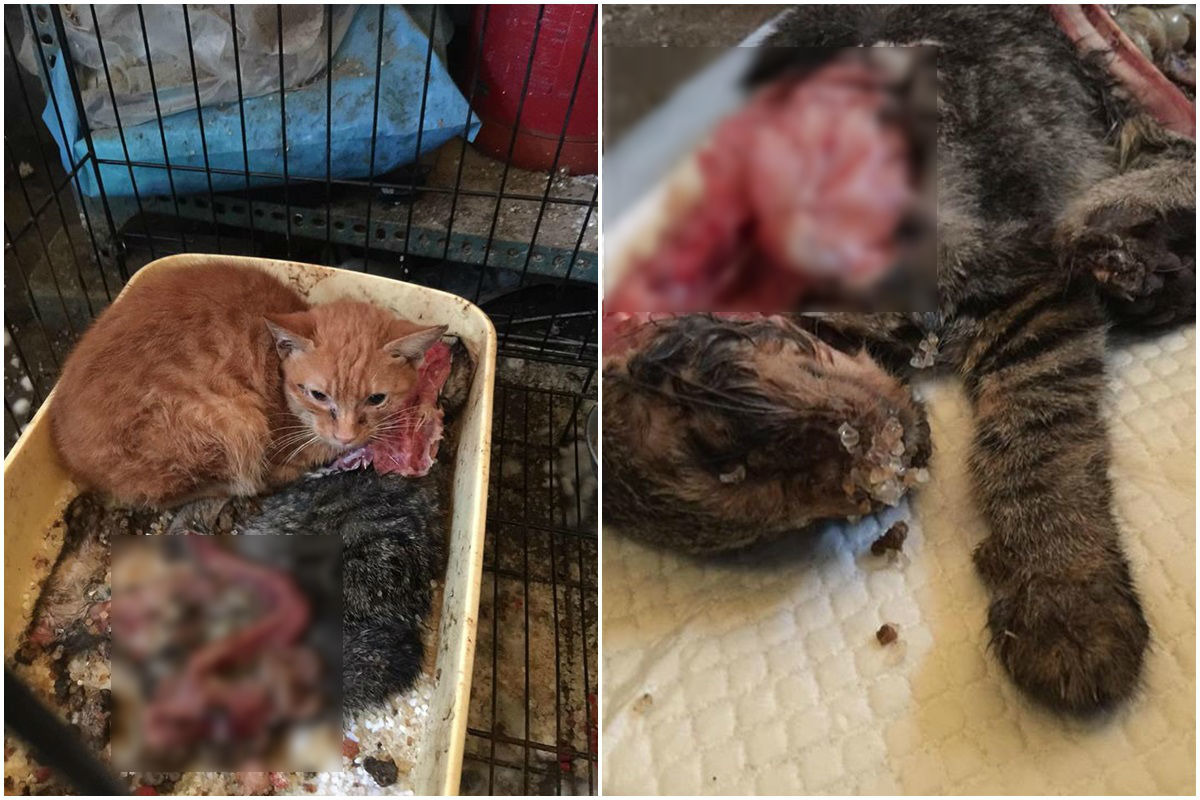  溝溝死亡時已經難辨面目，曾小姐是透過同籠橘貓認出溝溝。　　匿名志工/提供