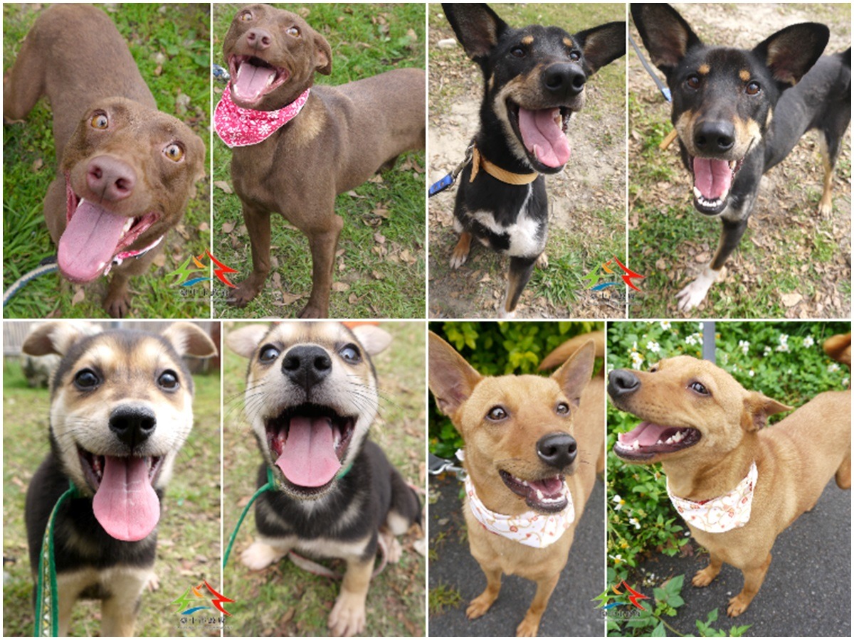 同樂會當天會有許多親人可愛的米克斯到場與民眾互動(示意圖) 取自台中市動保處認養公告