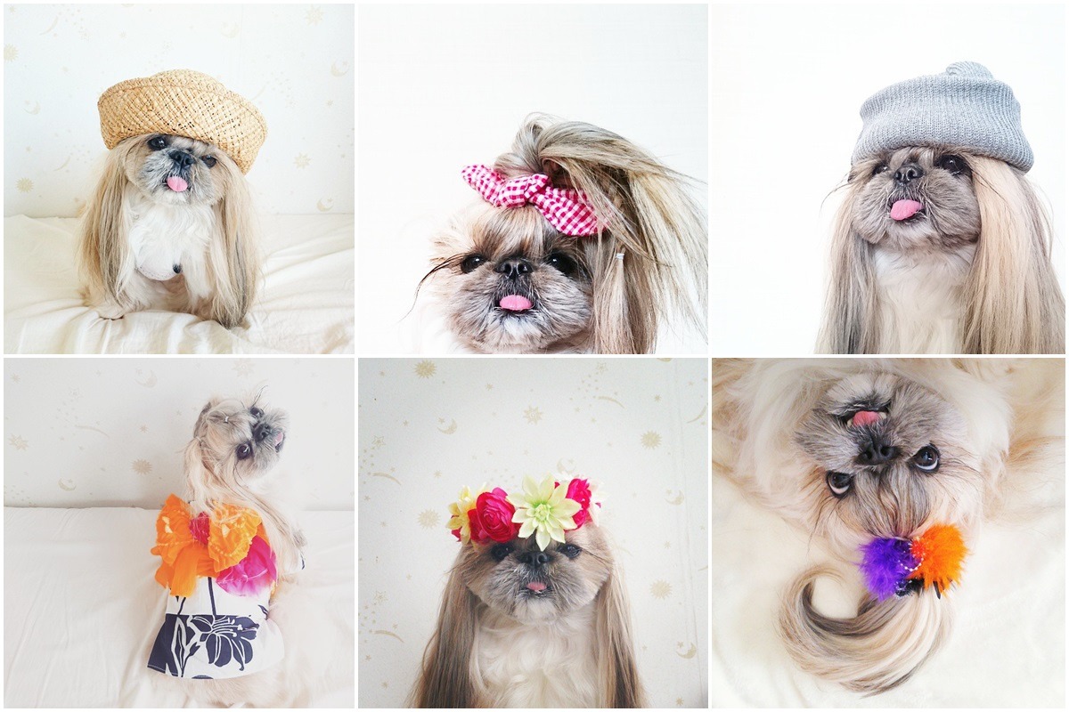 小熊擁有各種造型配件。　取自boredpanda