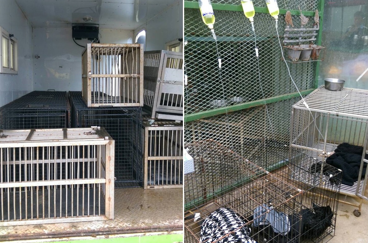 以法律面而言，民雄收容所事件為過失傷害案件。　台灣動物新聞網資料照(台南市動保處/提供)
