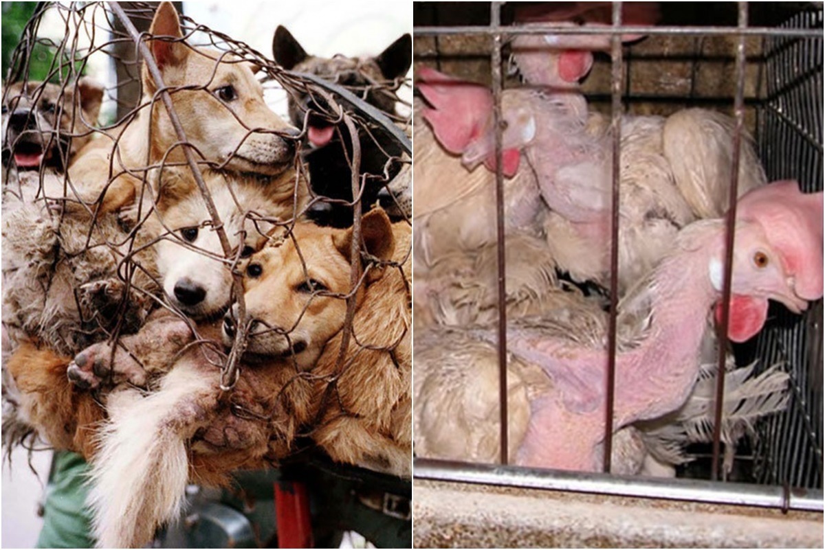 「物種偏見」是動物保護運動中明顯的現象，但多數人對經濟動物不關心的原因是因為在工廠化生產下「看不見」牠們的痛苦。　取自網路