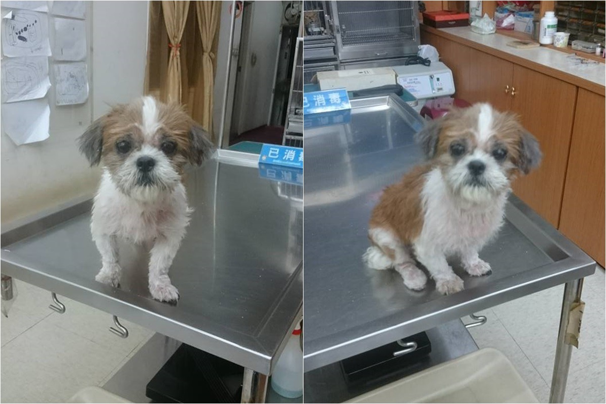 被棄養的西施犬皮膚病嚴重。　取自廖教授臉書