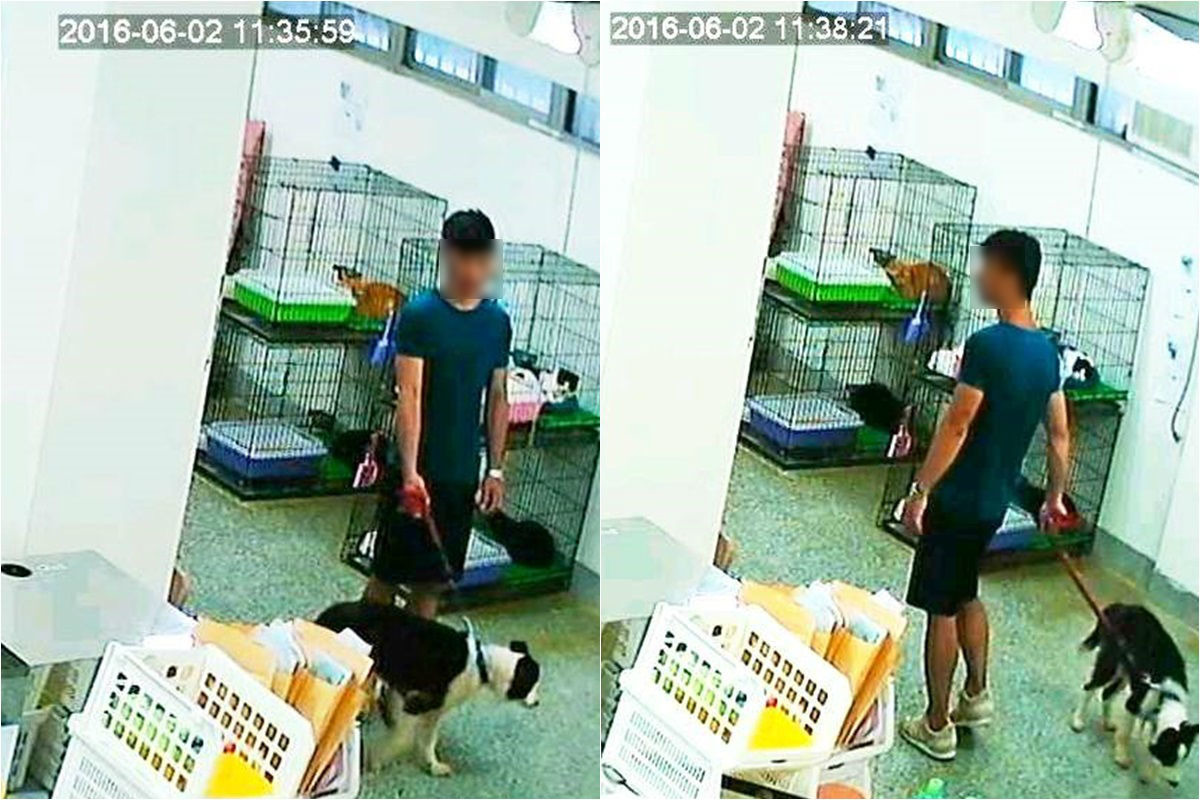 2日午間，張男帶著一隻年邁邊境牧羊犬出現在基隆寵物銀行。　台灣動物新聞網資料照(基隆市動物保護防疫所/提供)