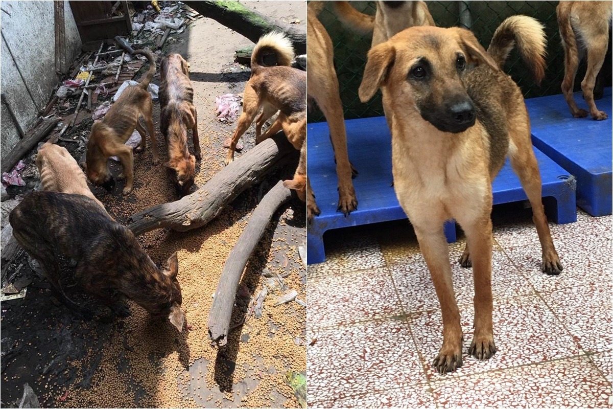 狗兒們剛被發現時個個瘦到肋骨清晰可見，如今已逐漸習慣動物之家環境、恢復健康。　(左)翻攝網路、(右)新北市動保處/提供