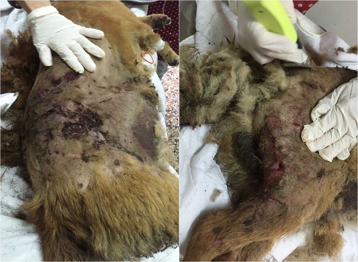 咖啡身上有多處刀傷，疑似長期遭受虐待。　網友湯姆/授權提供