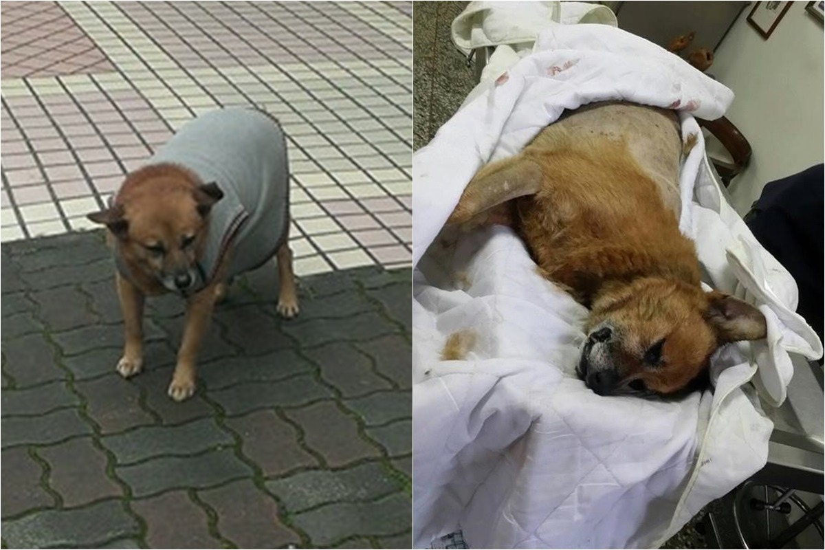 親人的「咖啡」23日遭不明人士虐死。　湯姆/授權提供