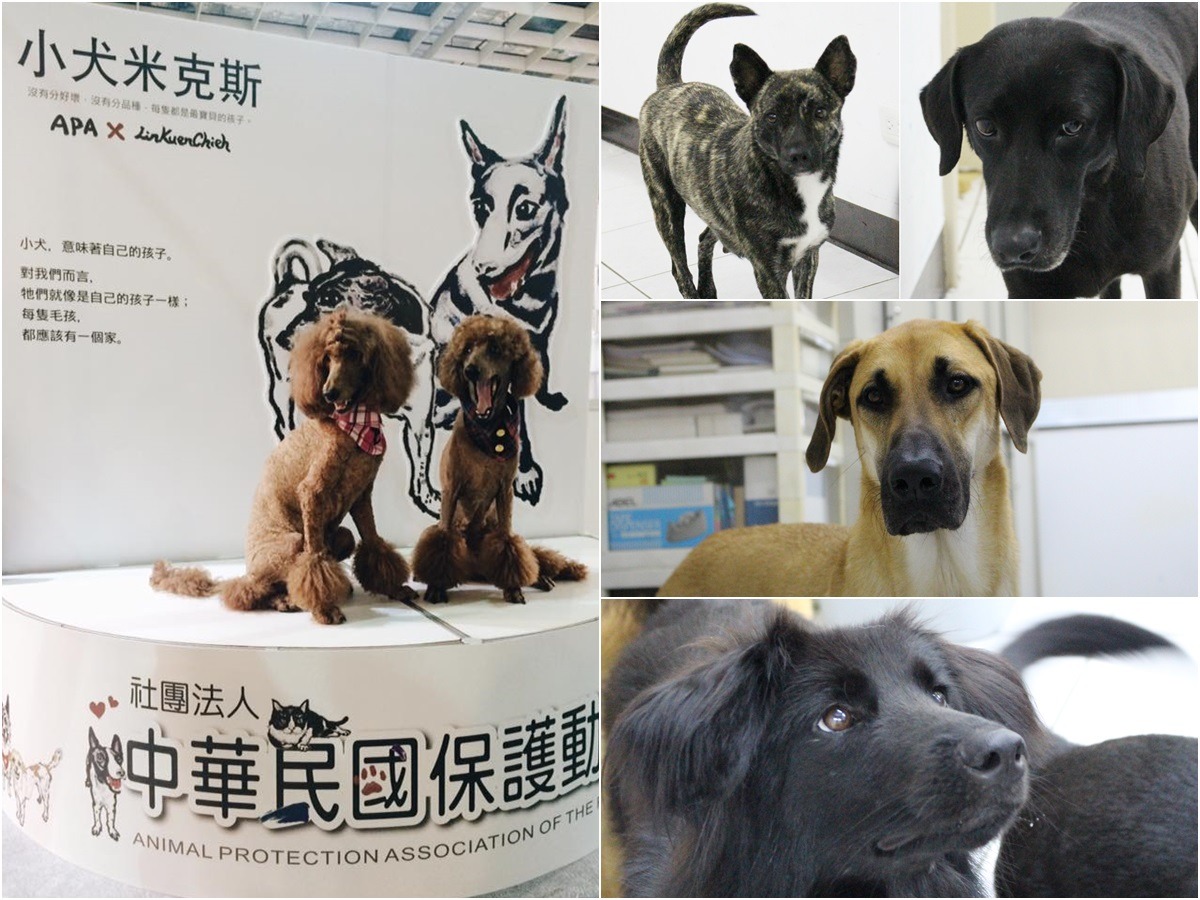 APA與藝術家林昆頡合作「米克斯365認養計劃」，並在寵物展設有小犬米克斯展台，所有畫作都是由藝術家以指尖完成，未使用畫筆；右為APA今年寵物展的公關犬。　中華民國保護動物協會/提供