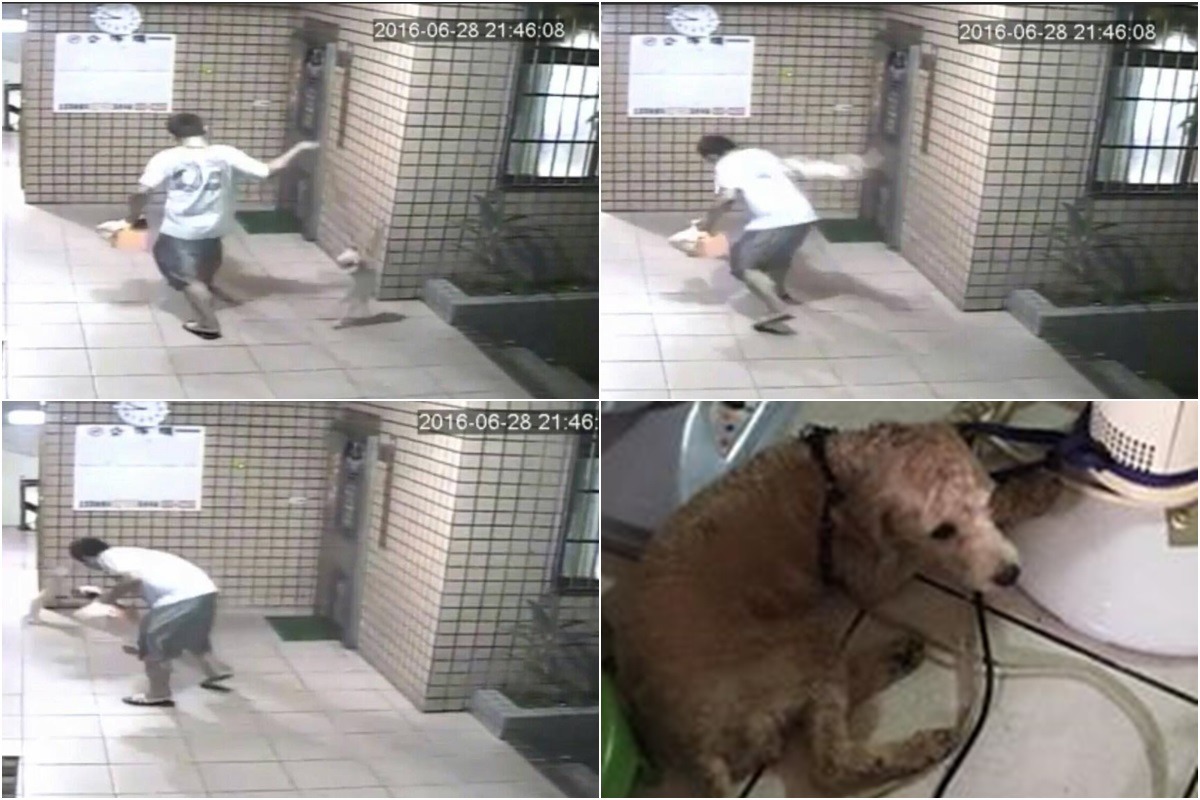 林男時常進出警局,是社區的問題人物,上(6)月底,他摔狗的畫面被大樓監視器清楚拍下。 台灣N.O.E.行動組織/提供