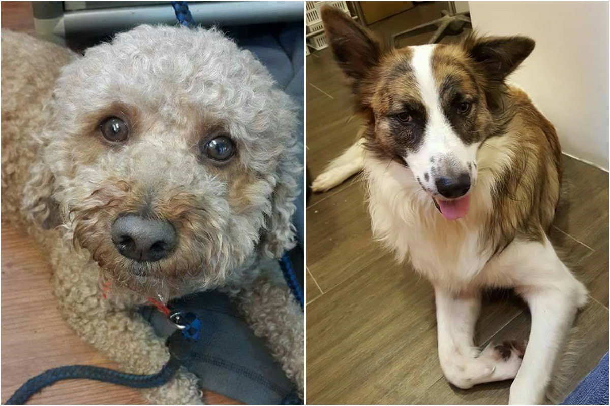 新北市寵物商業同業公會要送養8隻退休繁殖犬與被棄養的寵物犬。 新北市寵物商業同業公會/提供