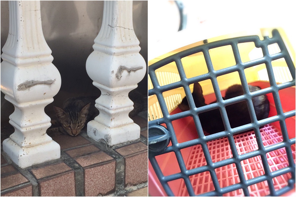 3貓中目前只有1貓順利捕捉、被帶回安置。　新北市動保處/提供