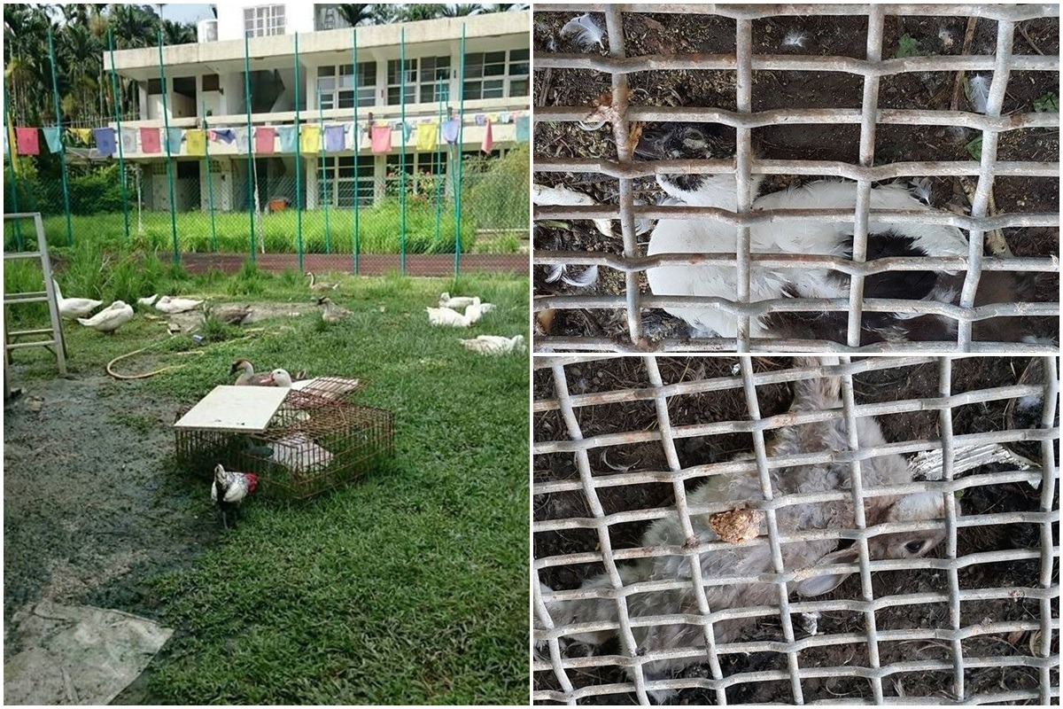 放養動物雨天只能到鴿子籠或兔籠下躲雨，志工至現場察看時已有多隻動物死亡。志工表示，操場上有個爐子，師父會將死亡動物直接焚燒。　志工林小姐/提供