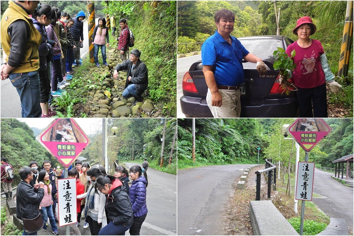 大山背地區除了有豐富的蛙類、螢火蟲等生態資源外，路旁還長滿了魚腥草、水芹菜、昭和草、土人參等野菜與草藥，荒野調查中常遇到民眾前來採集，噴灑除草劑可能直接危害到民眾健康。　荒野保護協會/提供
