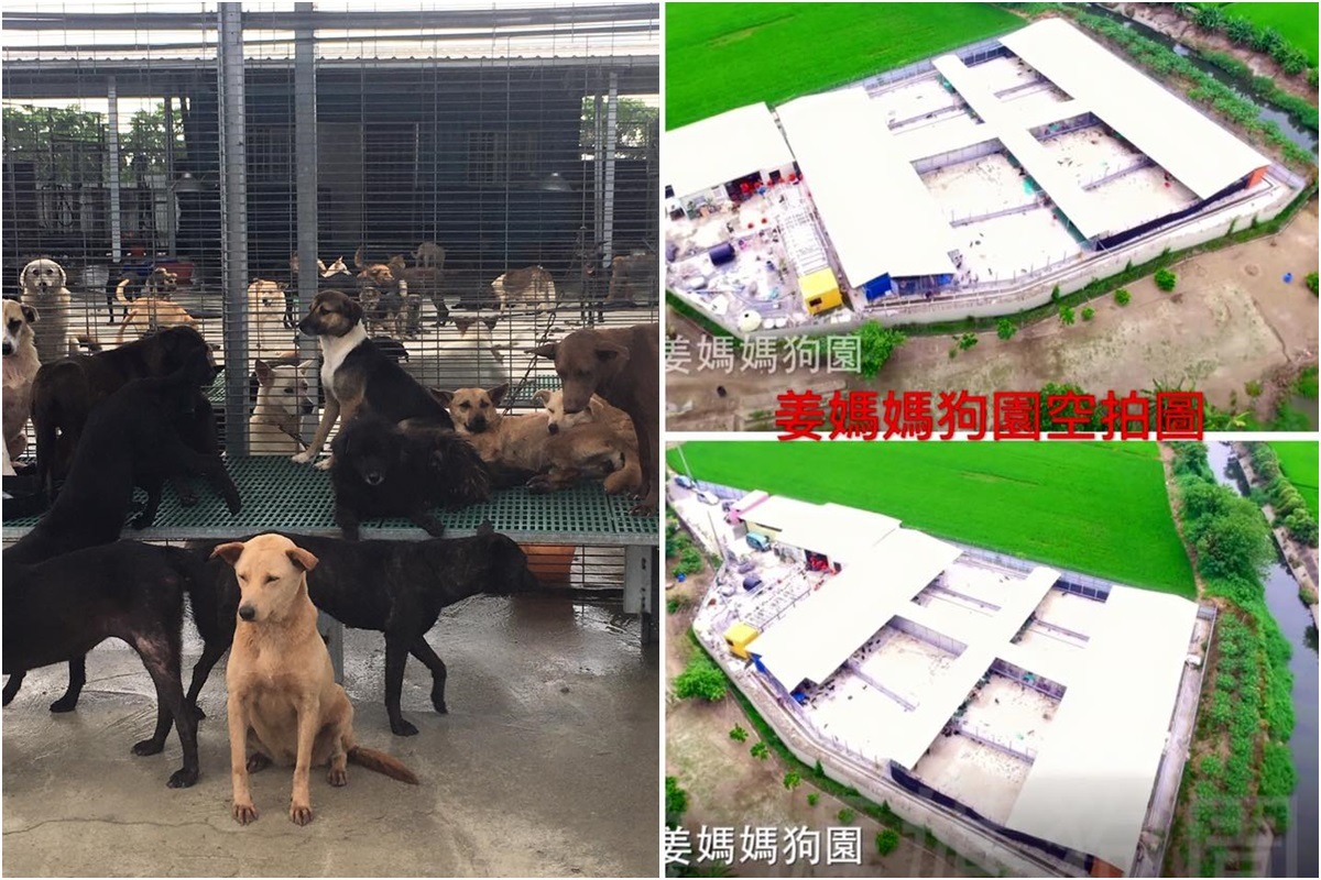 姜媽媽狗園收容有600多隻狗兒，由於土地使用規範複雜，目前狗園中僅圍牆與資材室合法。　取自「姜媽媽狗園」臉書專頁