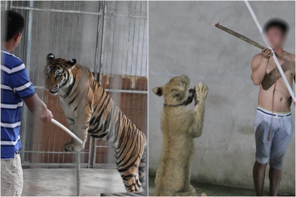 受到棍棒、鞭子的威脅,老虎與獅子只能執行人類要求的動作。 取自PETA Asia