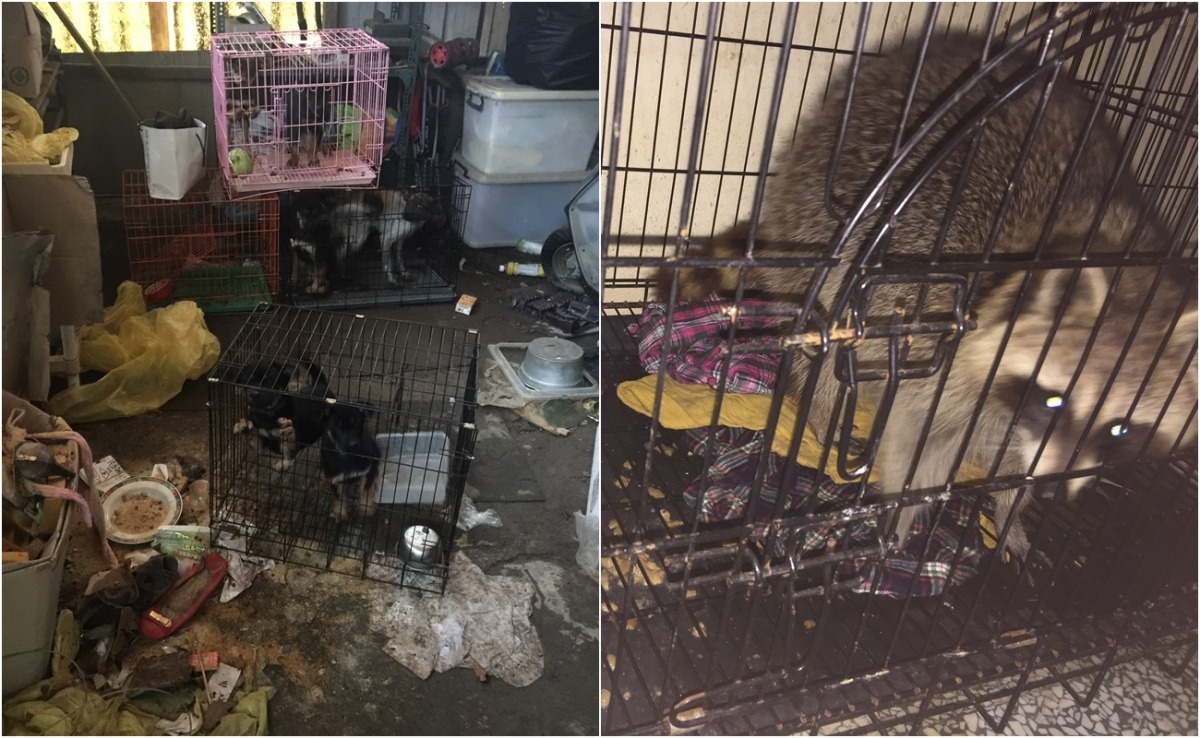 陳女中途動物處，相當髒亂，除了貓狗，陳女另飼養有浣熊、刺蝟等動物，但同樣沒有好好照顧。　動保志工/提供