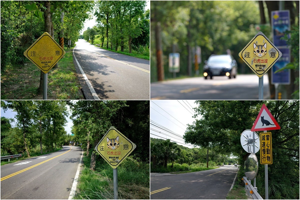 128縣道僅存的4面警示牌，其中一面從「注意 石虎出沒」被換成「當心動物 減速慢行」。　貓徑地圖王小明/授權提供