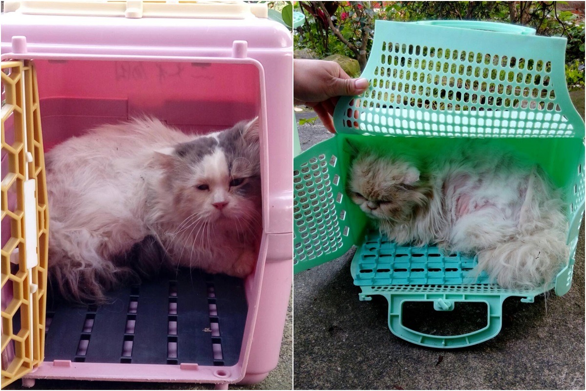 被丟棄在猴硐後山的2隻家貓。　新北市動保處/提供