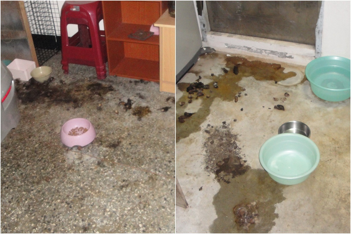 羅男久未回到住處,環境髒亂,飼料和水盆為志工放置。 新竹縣家畜防治所/提供
