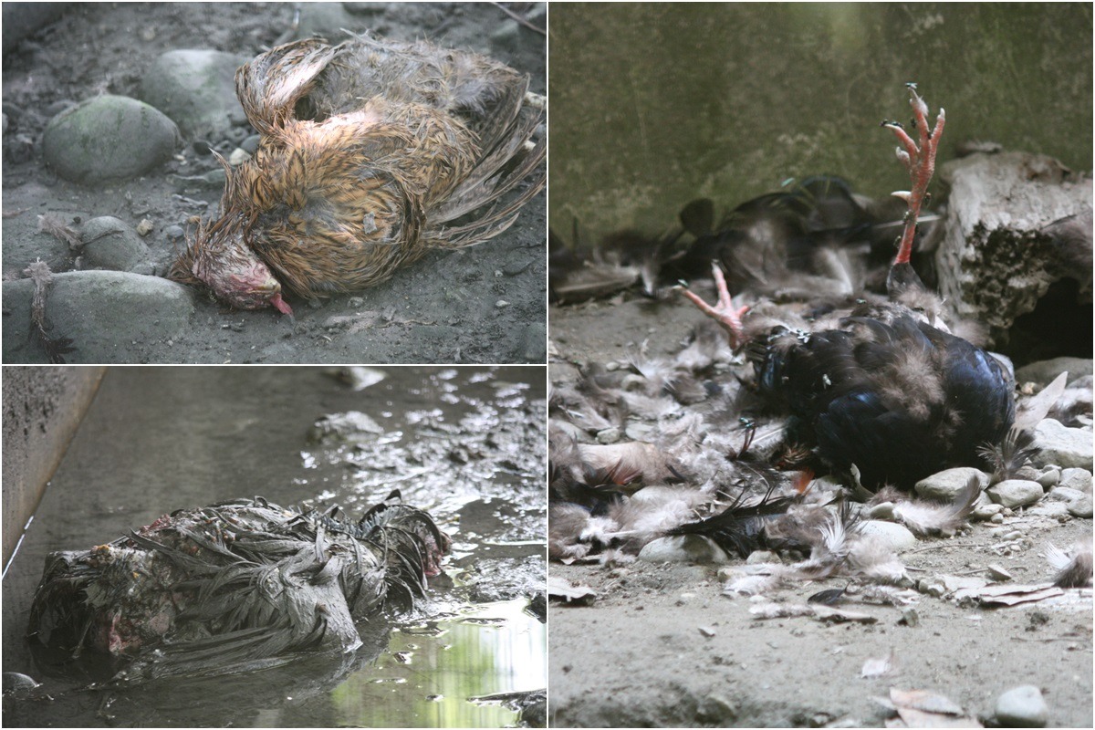 兆豐農場鳥園內地面泥濘不堪,地上可見三隻疑似死亡多時鳥隻,不僅不利園內動物健康,更可能造成疫病傳播。 台灣動物社會研究會/提供