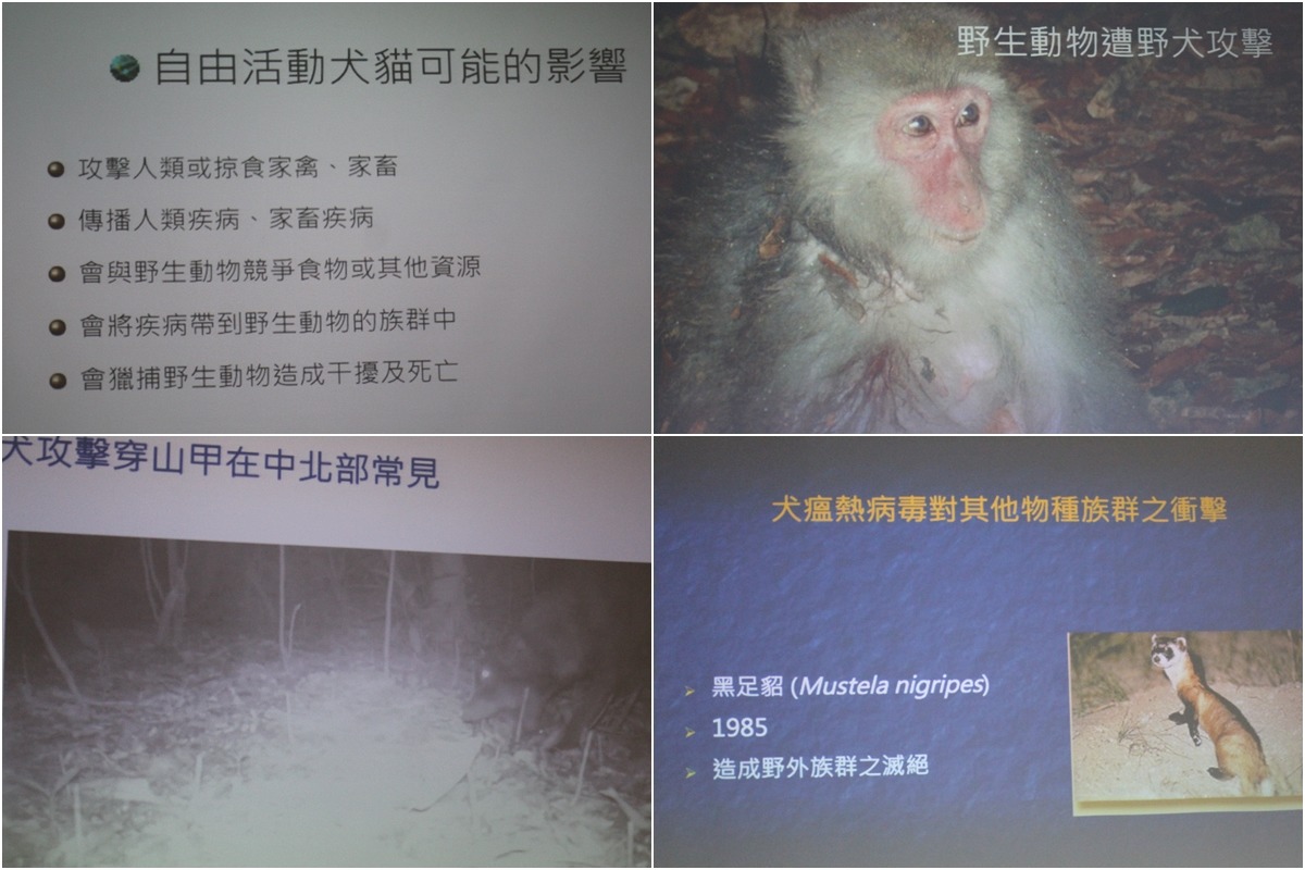 自由活動犬貓可能造成的影響。 李娉婷/翻攝