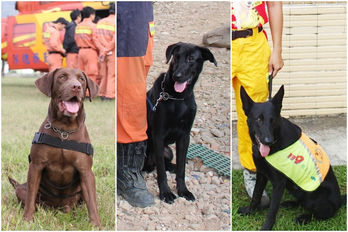 台北市的「PAWS」（左起）、新北市的「風」、高雄市的「Birdy」3隻搜救犬，將遠赴丹麥參加IRO世界盃公開賽。　翻攝網路、李娉婷/攝、取自高雄市消防局