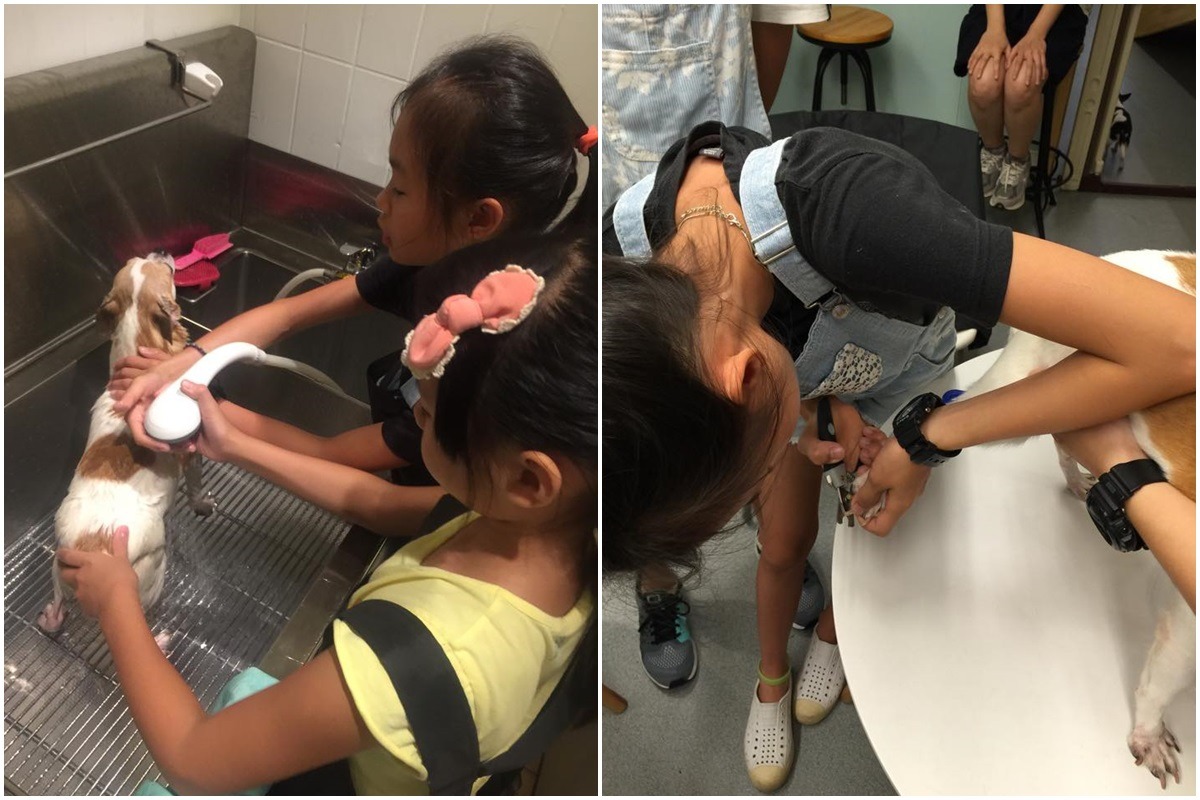 賈永婕的女兒參加「小船槳實習計畫」，親自幫狗兒洗澡、剪指甲。　取自賈永婕的跑跳人生粉絲團