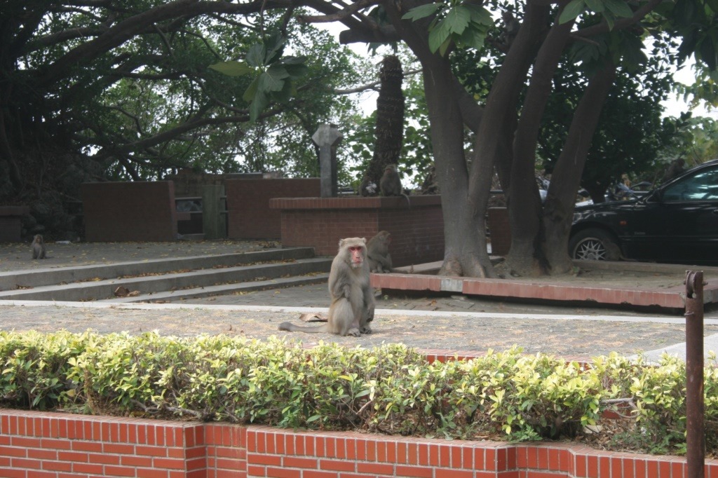 猴群出沒中山大學宿舍區。 中山大學/提供