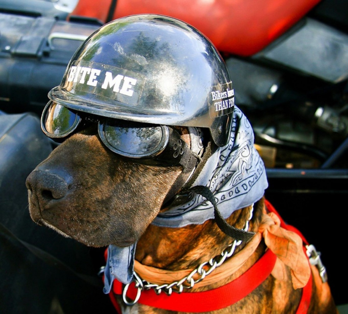 心靈戴上安全帽和護目鏡的模樣就像個專業的車手。 取自《鏡報》