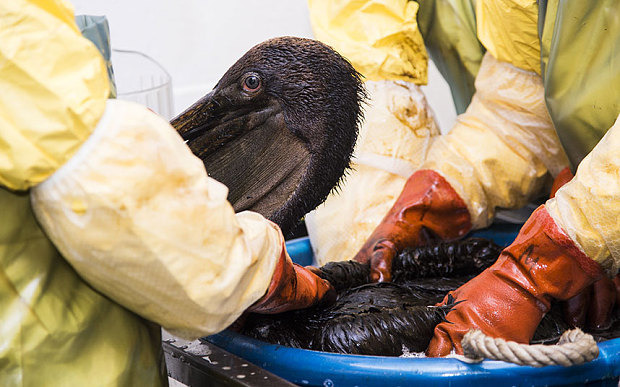 鵜鶘全身沾滿油污。　取自The Telegraph
