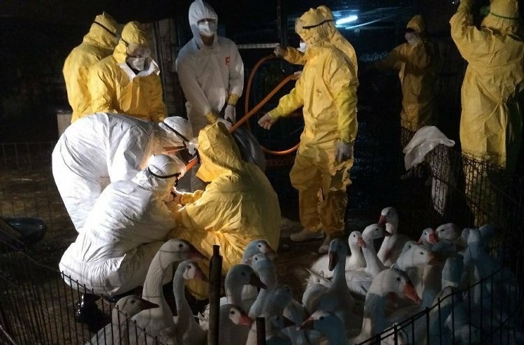 截至18日下午6點，全台已撲殺26萬隻禽類。　取自網路