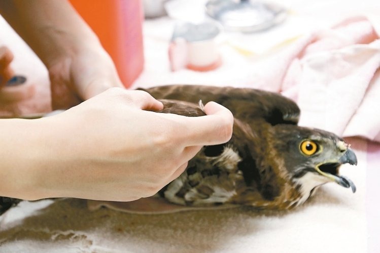 這隻鳳頭蒼鷹被人剪去上喙與腳趾使牠無法獵食，被送到特生中心急救。 黃宏璣／攝影