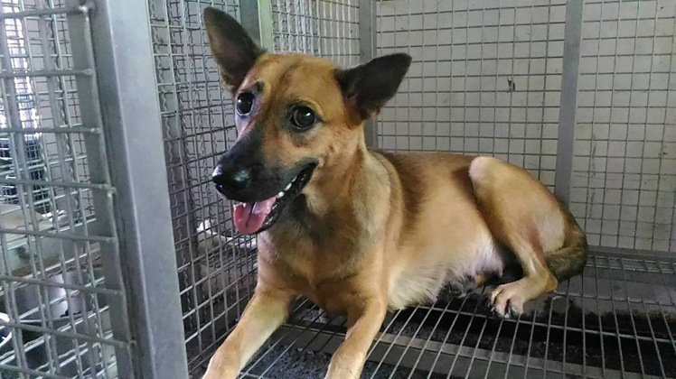 棄養者眾表示因被咬無法自行帶狗到收容所，但嘉義市動物守護協會指出，該懷孕母犬非常親人，對陌生人也相當友善。　嘉義市動物守護協會/提供