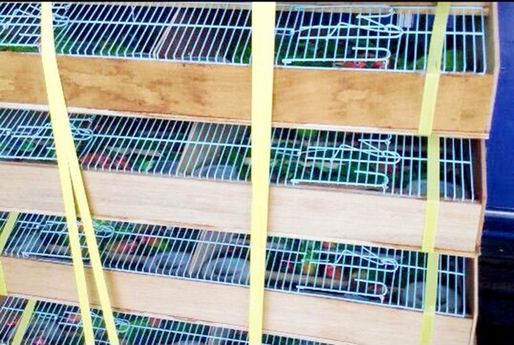 去年除了嘉義縣家畜疾病防治所，桃園航勤公司也曾因失誤，將動物放置於不通風的貨櫃中，在停機坪等候多時，造成1隻狗、2隻貓、1000隻牡丹鸚鵡雛鳥死亡。　資料照(翻攝網路)