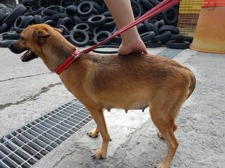 被棄養的懷孕母犬，年齡大約4、5歲。　嘉義市動物守護協會/提供