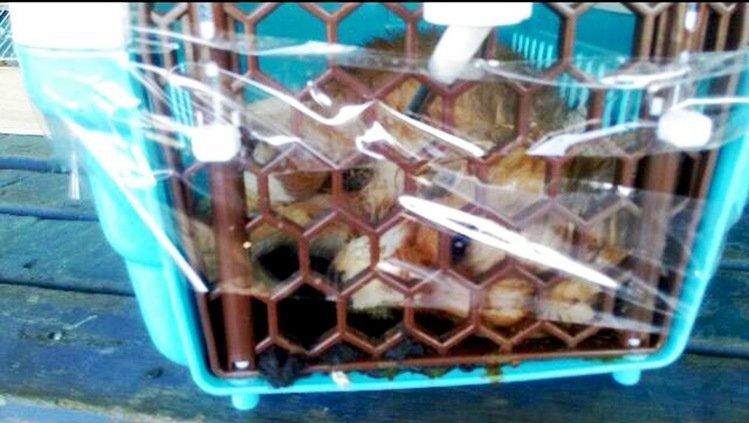 柯基犬因地勤人員疏失而熱衰竭死亡。　翻攝網路