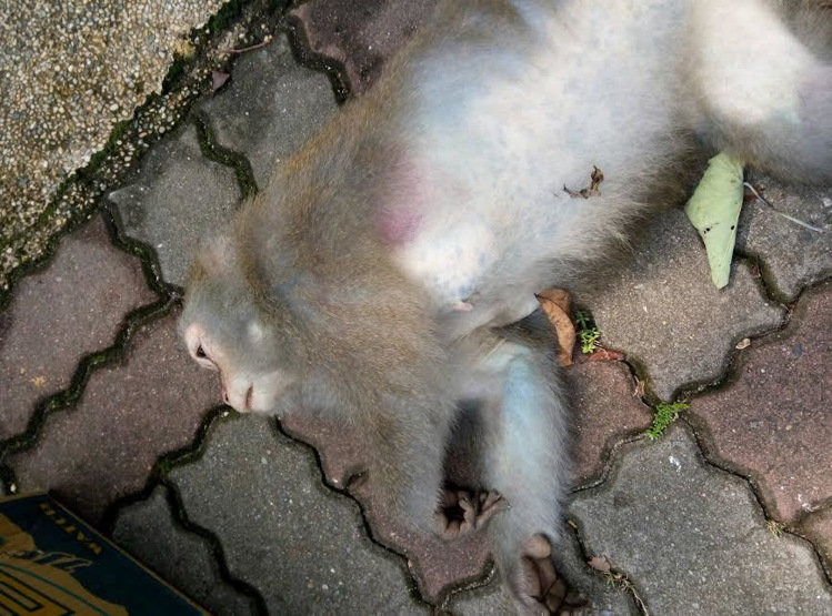 受害的台灣獼猴有臉部發黑、皮下出血狀況，毒物檢驗解果出爐，果然是中毒死亡。　翻攝網路