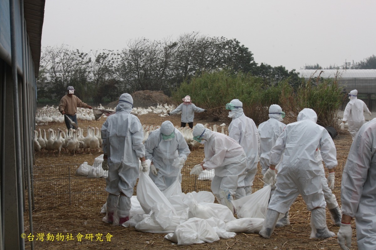 撲殺速度趕不上疫情確診,防疫人員沒有將家禽致昏或人道致死,而是直接裝袋「等死」。 台灣動物社會研究會/提供