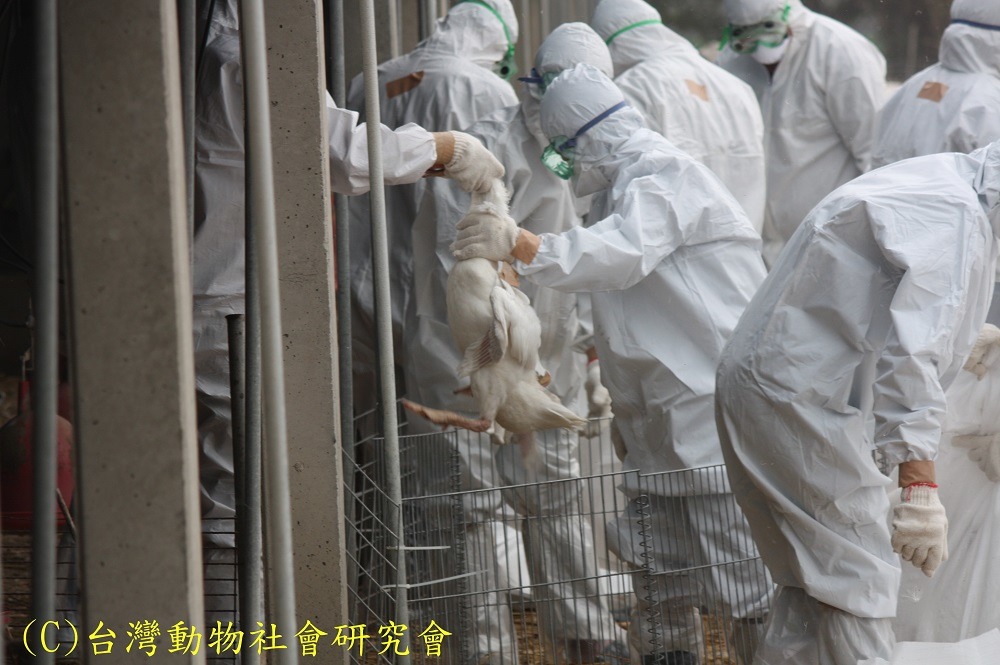 防檢局雖訂有「防範家禽流行性感冒緊急應變措施手冊」，但缺乏細節，防疫人員仍無標準作業程序可依循。　台灣動物社會研究會/提供