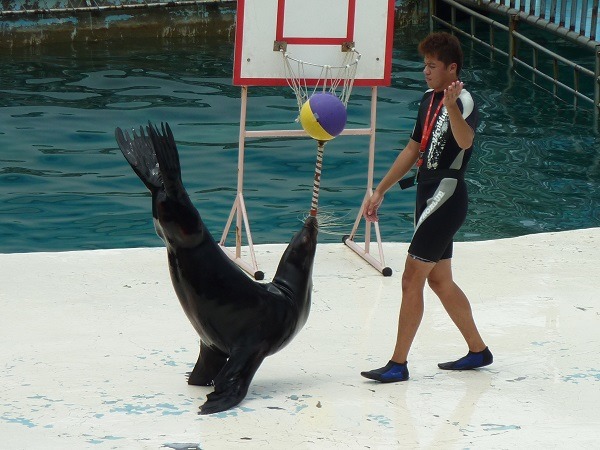 野柳海洋公園的海獅表演約20分鐘,海獅需表演多種雜耍馬戲。台灣動物社會研究會/提供