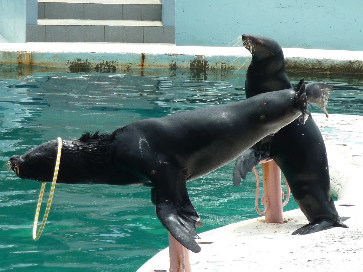 野柳海洋世界的海獅表演接圈圈，為經人類訓練下的非自然行為。　資料照(台灣動物社會研究會/提供)