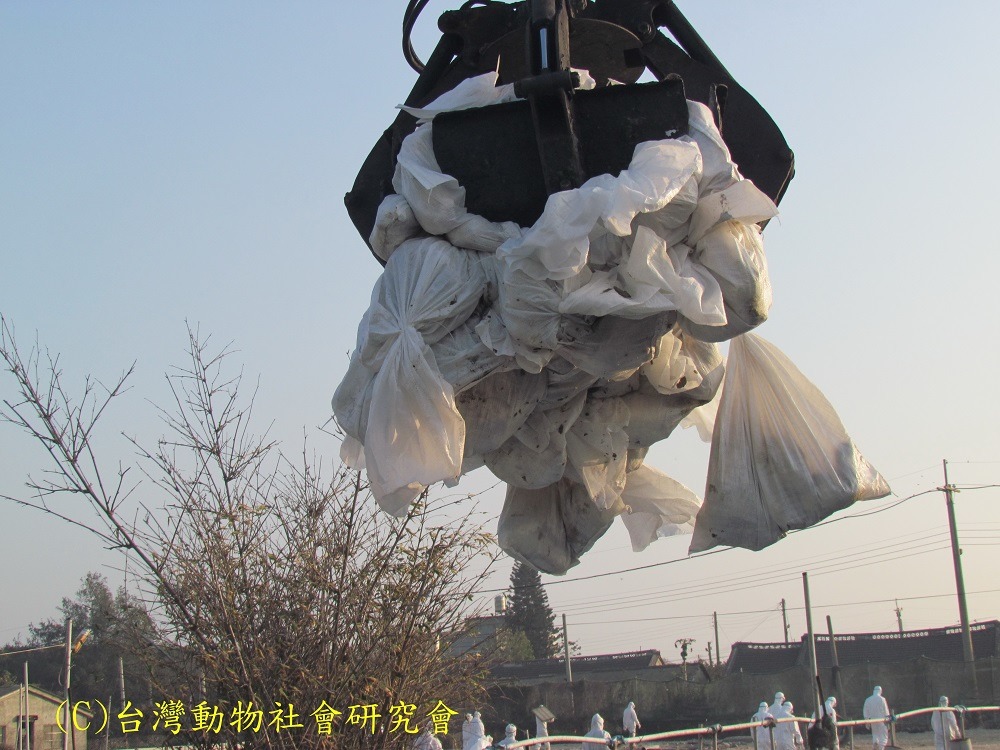 麻袋中有許多未死亡家禽被機械夾擠壓,不停掙扎。 台灣動物社會研究會/提供