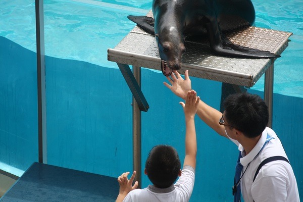 遠雄海洋公園的海獅表演秀安排遊客接觸海獅。 台灣動物社會研究會/提供