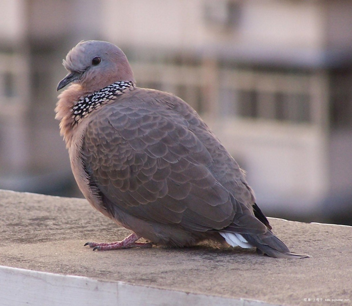 珠頸斑鳩。　取自網路