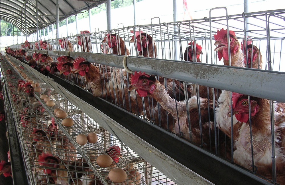 蛋雞在高壓環境中,需要在飼料中添加藥物(目前政府公告有113種合法成分)以維持產蛋率。 台灣動物社會研究會/提供