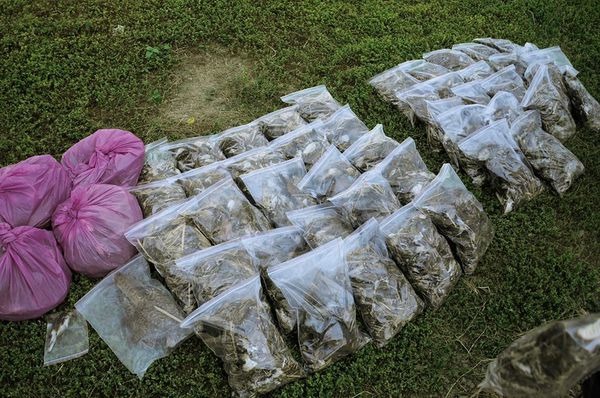 2013年底，一片農田中毒3000多隻鳥屍暗示了黑鳶減少的原因。　取自屏科大野保所鳥類生態研究室