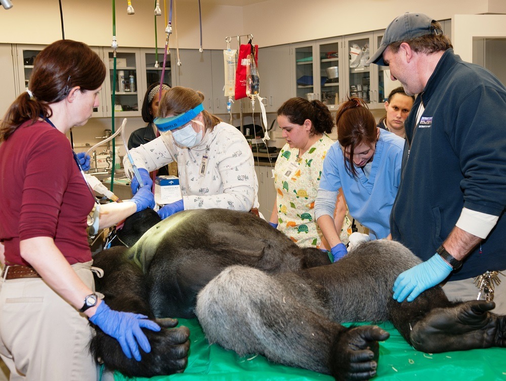 底特律動物園的動物醫院。 取自Patronicity