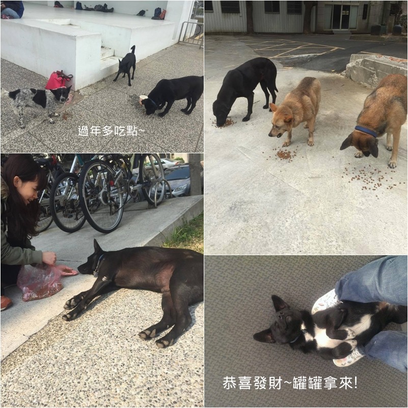 春節期間有寒假志工會照顧狗狗,雖然校園裡不像平時有這麼多學生,不過狗狗還是自在的在校園中遊蕩。 清大懷生社/提供